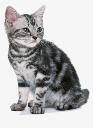 Cat,emoji,real,db 图层9