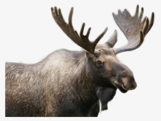 Moose Png Image