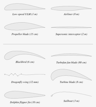 Examples Of Airfoils In Nature And Within Various Vehicles