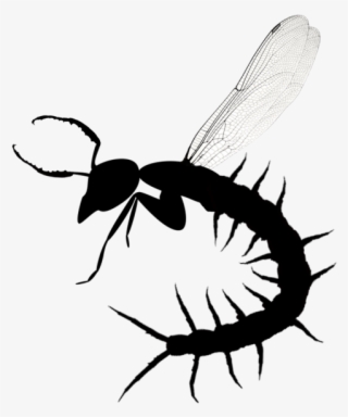 Scarab Jaws For Antennae, Dragonfly Wings, Centipede