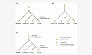 Polymorphic Pseudogenes In Human Populations