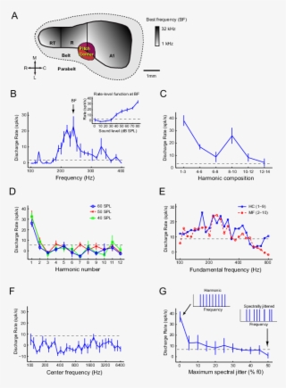 Criteria For Pitch Selective Neurons