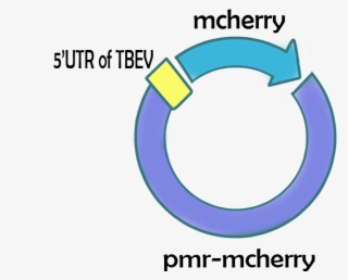 Packages Targeting Neuron