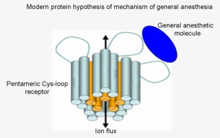 Modern Protein Hypothesis Of Mechanism Of General Anesthesia