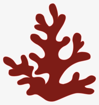The Structure Of The Reefs Comes From Coral Species