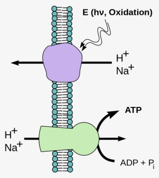File - Chemiosmotic Hypothesis - Svg