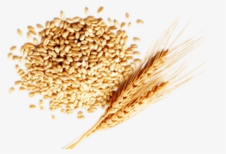 Currently India Is One Of The Largest Producers Of