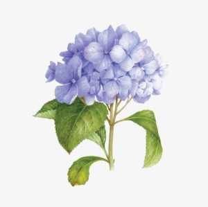 Blue Hydrangea - Scented Floral Temporary Tattoos