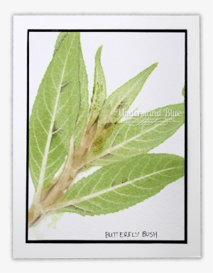 Chlorophyll Printing By Understandblue - Tanacetum Balsamita