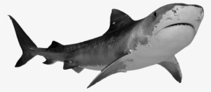 1 2 3 Magnifying Glass Png No Background - Shark With White Background