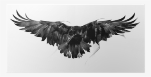 Drawn Flying Crow On White Background Front Poster - Vrána Kresba