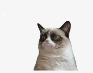 Angry Cat Png Picture - Grumpy Cat Face Png