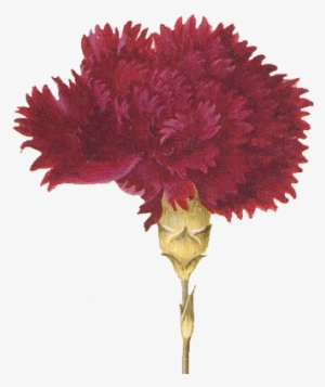 Free Clip Art - Society6 Purple Carnation Throw Blanket - 51" X 60"