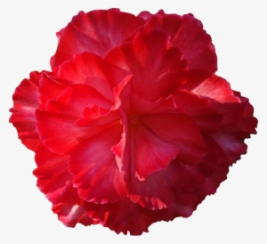 Carnation Clipart Real Flower - Real Flowers Clip Art