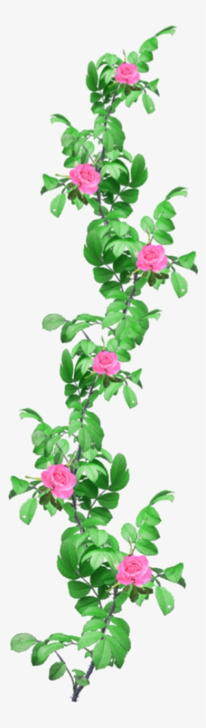 Rose Vine Png - Portable Network Graphics