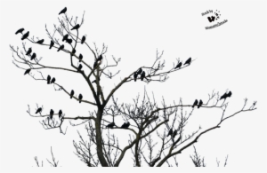 High Resolution Horror Png Clipart - Tree Birds Transparent