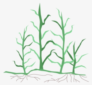 Some Facts About Bermuda Grass - Bermuda Grass Stem Illustration