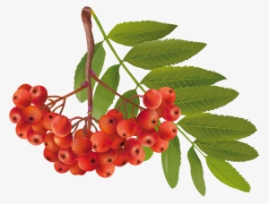 Autumn Png Image Transparent Free Download - Fruit Of Plant Clipart
