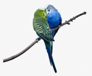 Love Birds - Love Birds Images Png