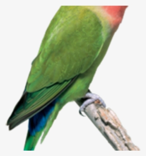 Peach Faced Lovebird