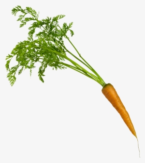 Carrots Png Leave Drawing Clip - Carrot Parsley Png