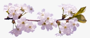 Cherry Blossom Hd Png