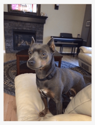 Misty Creek Dog Rescue