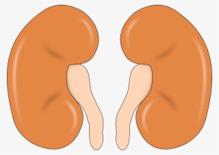 This Free Icons Png Design Of Kidney-reins