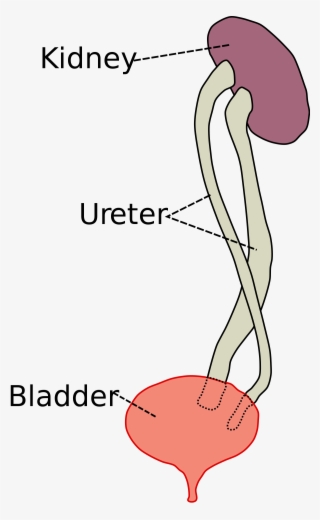 Kidney Png