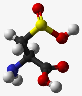 L Cysteine Sulfinic Ac
