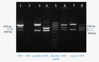 The Dna Sequence Of All The Constructs Were Validated