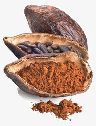 Cacao