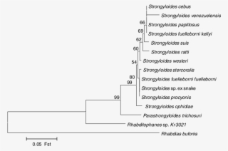 Phylogenetic Relationships Of Strongyloides Isolates