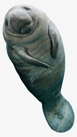 When To Swim With The Manatees