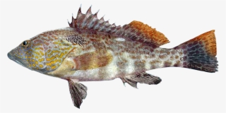 Cabrilla Cachete Amarillo, Parrot Sand Bass