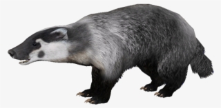 Badger Png, Download Png Image With Transparent Background,
