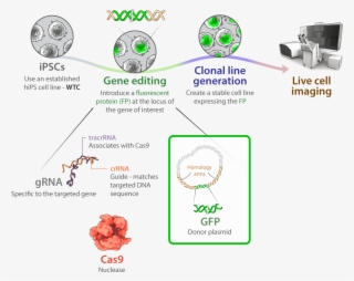 Schematic For Gene Editing Of Allen Institute For Cell