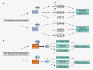 Incorporating Information Of Both The Inherited And