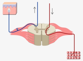 Spinal Cord Png