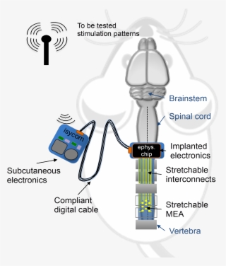 Schematic Of Spinal Cord System