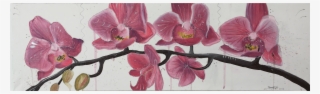Pink Orchid