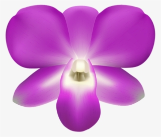 Download Orchid Decorative Png Images Background