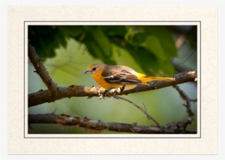 Female Baltimore Oriole
