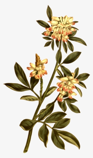 Drawing Flower Botany Curtis's Botanical Magazine Art