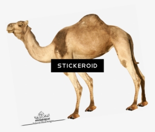 Camel