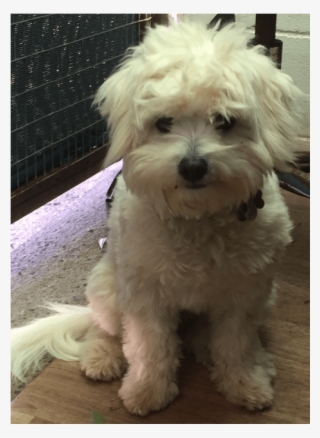 Coco Small Female Terrier