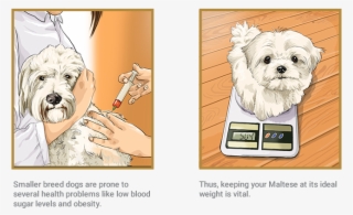 Maltese