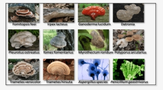 12 Types Of Fungi Which Are Used For The Food Dye Adsorption