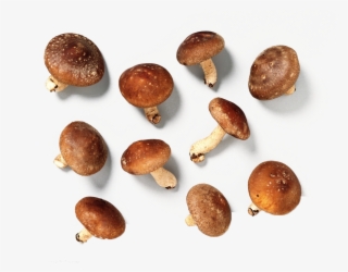 Mushroom Vegetable Shiitake Real Products