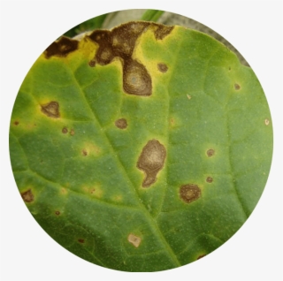 Alternaria Is A Fungus That Can Spread Rapidly, Mainly